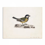 Pair of Vintage Watercolor Bird Prints: Classic Avian Elegance - Artful Décor Image 1 from curat'd walls