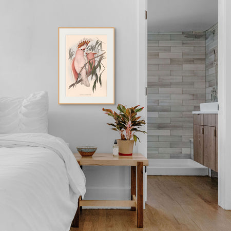 Pink Cockatoo Perfection: Vintage Art Print - Ideal Decor for Chic Spaces from Curat'd Walls, Featuring Exquisite Avian Illustration in Soft Pink Tones