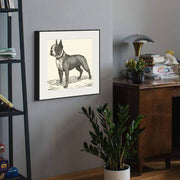 The Boss: 19th Century Boston Terrier Illustration in Black and White - Vintage Art Print from Curat'd Walls, Ideal Decor for Dog Lovers and Vintage Enthusiasts.