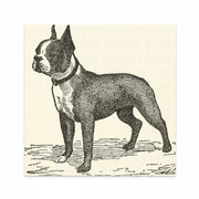 The Boss: 19th Century Boston Terrier Illustration in Black and White - Vintage Art Print from Curat'd Walls, Ideal Decor for Dog Lovers and Vintage Enthusiasts.