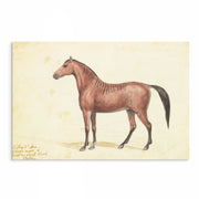 Vintage Horse Illustrations 9-Piece Gallery Wall Set from The Stables: Stunning Artwork Collection for Equine Enthusiasts and Home Decor Enthusiasts alike, showcasing Equestrian Charm and Timeless Beauty - Perfect for Rustic and Vintage-themed Interiors from curat'd walls