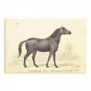 Vintage Horse Illustrations 9-Piece Gallery Wall Set from The Stables: Stunning Artwork Collection for Equine Enthusiasts and Home Decor Enthusiasts alike, showcasing Equestrian Charm and Timeless Beauty - Perfect for Rustic and Vintage-themed Interiors from curat'd walls