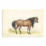 Vintage Horse Illustrations 9-Piece Gallery Wall Set from The Stables: Stunning Artwork Collection for Equine Enthusiasts and Home Decor Enthusiasts alike, showcasing Equestrian Charm and Timeless Beauty - Perfect for Rustic and Vintage-themed Interiors from curat'd walls