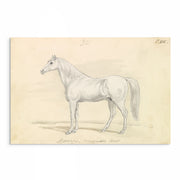 Vintage Horse Illustrations 9-Piece Gallery Wall Set from The Stables: Stunning Artwork Collection for Equine Enthusiasts and Home Decor Enthusiasts alike, showcasing Equestrian Charm and Timeless Beauty - Perfect for Rustic and Vintage-themed Interiors from curat'd walls