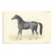 Vintage Horse Illustrations 9-Piece Gallery Wall Set from The Stables: Stunning Artwork Collection for Equine Enthusiasts and Home Decor Enthusiasts alike, showcasing Equestrian Charm and Timeless Beauty - Perfect for Rustic and Vintage-themed Interiors from curat'd walls