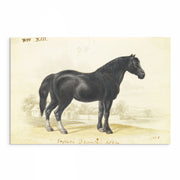 Vintage Horse Illustrations 9-Piece Gallery Wall Set from The Stables: Stunning Artwork Collection for Equine Enthusiasts and Home Decor Enthusiasts alike, showcasing Equestrian Charm and Timeless Beauty - Perfect for Rustic and Vintage-themed Interiors from curat'd walls