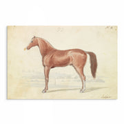 Vintage Horse Illustrations 9-Piece Gallery Wall Set from The Stables: Stunning Artwork Collection for Equine Enthusiasts and Home Decor Enthusiasts alike, showcasing Equestrian Charm and Timeless Beauty - Perfect for Rustic and Vintage-themed Interiors from curat'd walls