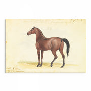 Vintage Horse Illustrations 9-Piece Gallery Wall Set from The Stables: Stunning Artwork Collection for Equine Enthusiasts and Home Decor Enthusiasts alike, showcasing Equestrian Charm and Timeless Beauty - Perfect for Rustic and Vintage-themed Interiors from curat'd walls